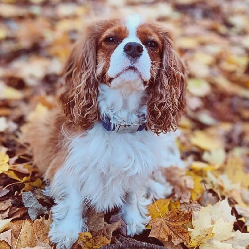 Dog Collars - XS Metal Buckle