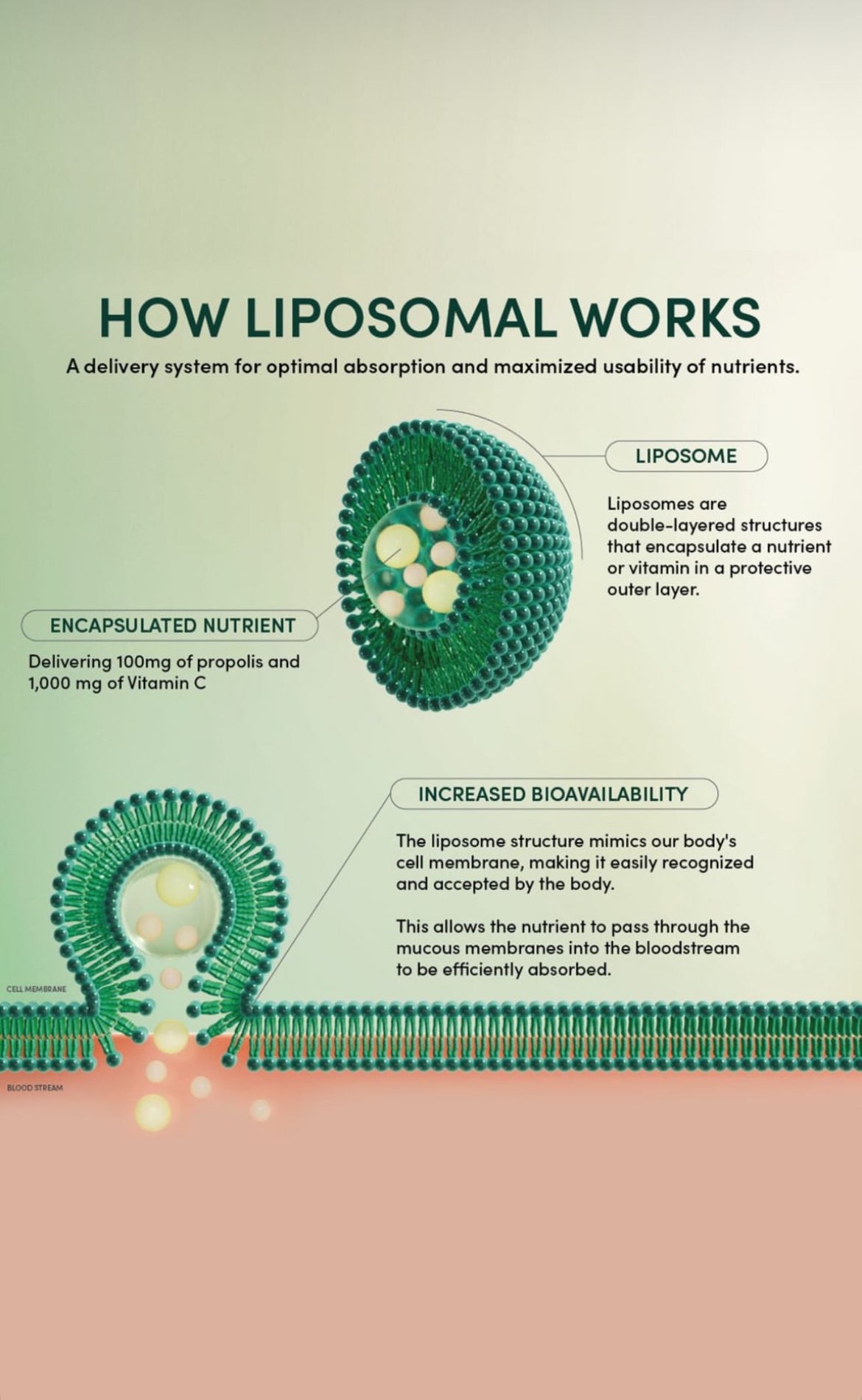 Propolis + Vitamin C Liposomal (FULL BOX)