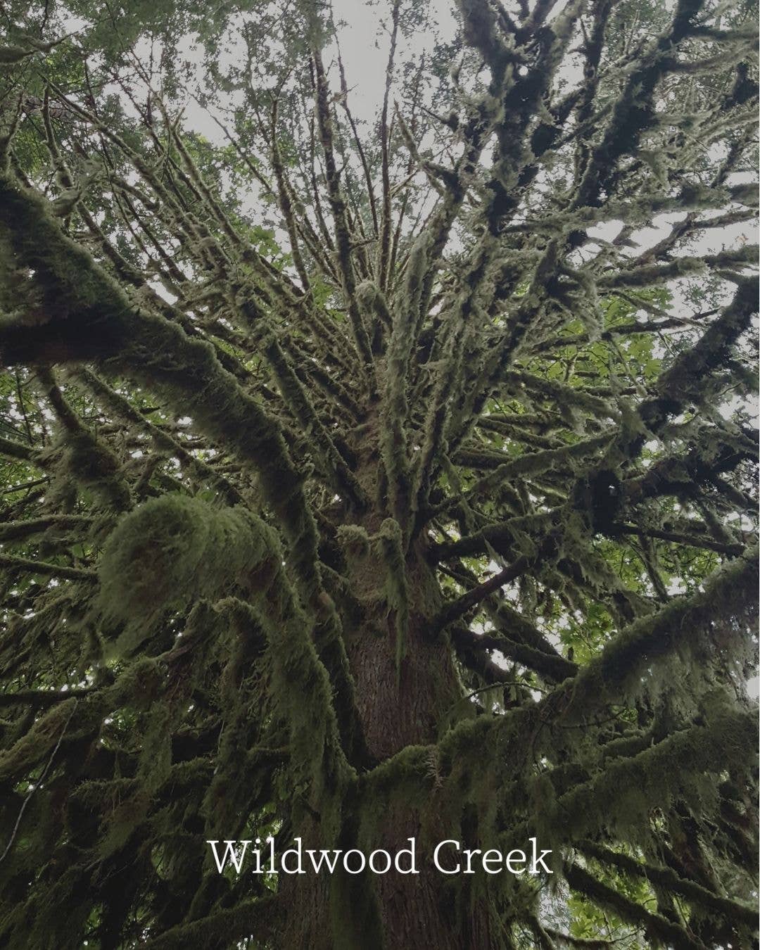 Woodlands Natural Coconut Soy Candle | Vegan, Non-Toxic