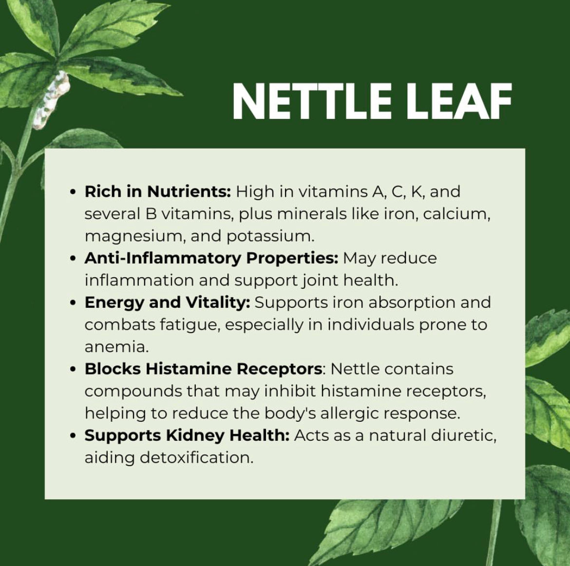 NETTLE HERBAL TEA