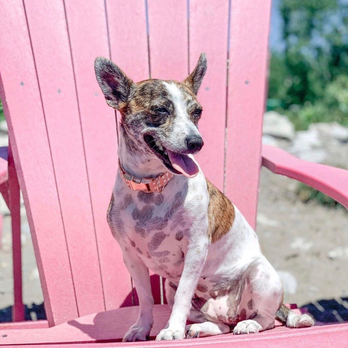 Dog Collars - L Metal Buckle