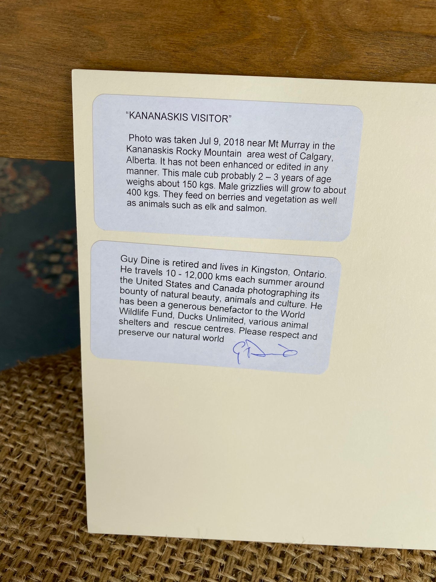 Kananaskis Visitor- 10” x 8”