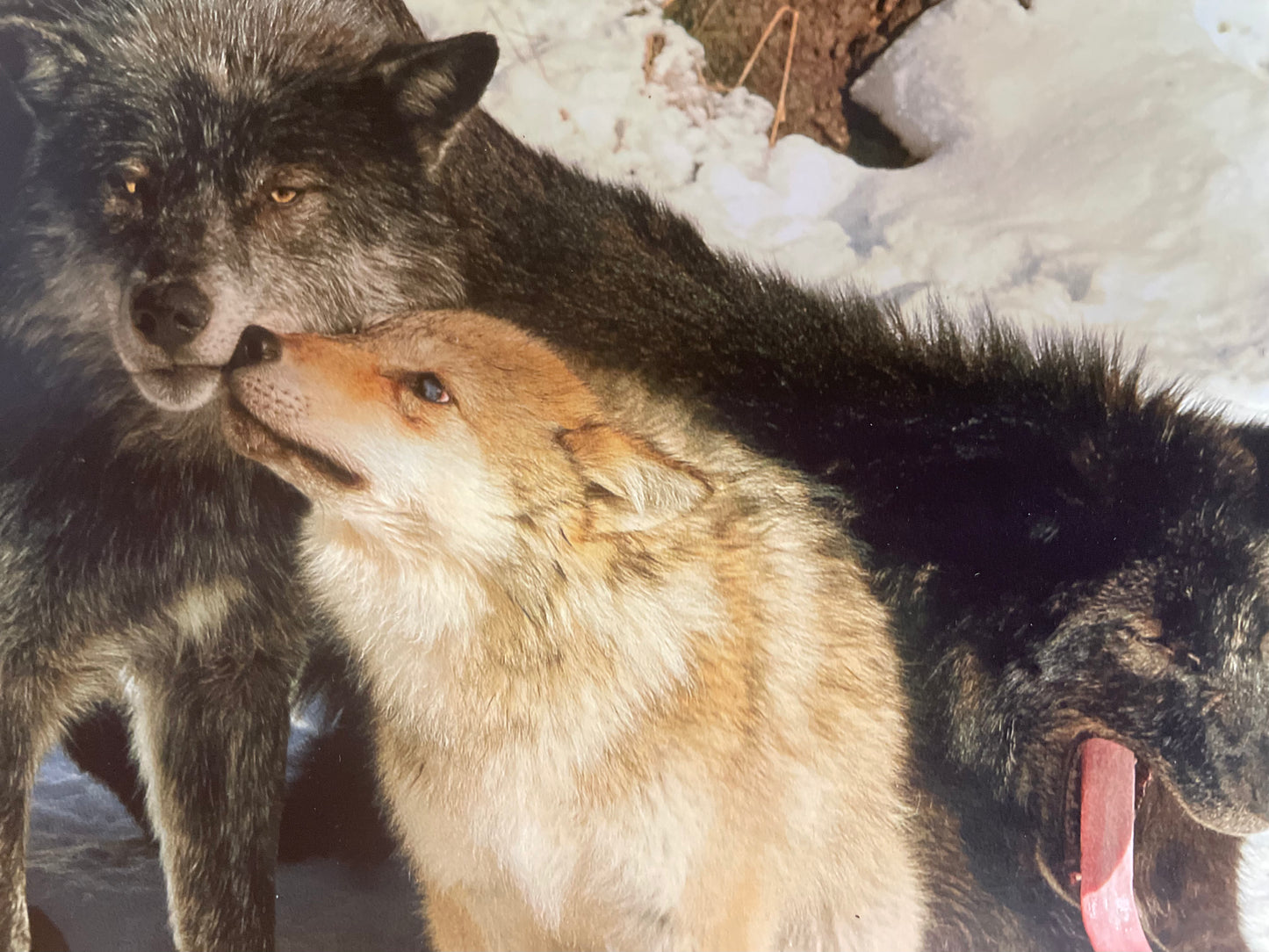 Three Wolves Picture