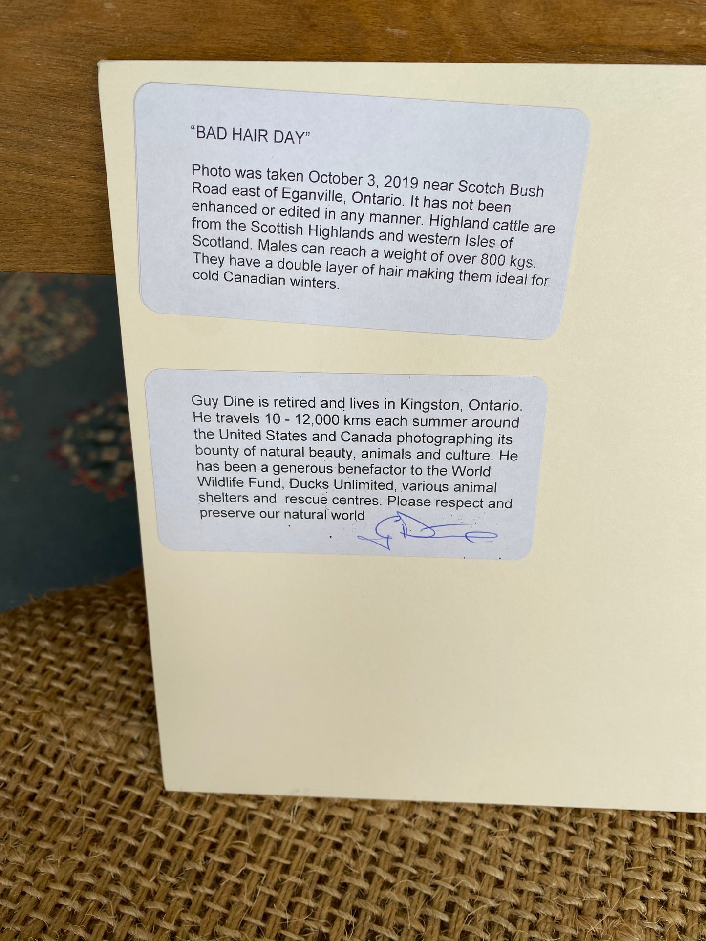 Bad Hair Day - 10” x 8”