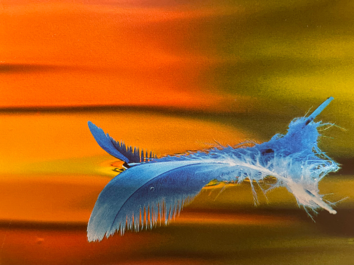 Feather on Lake Picture