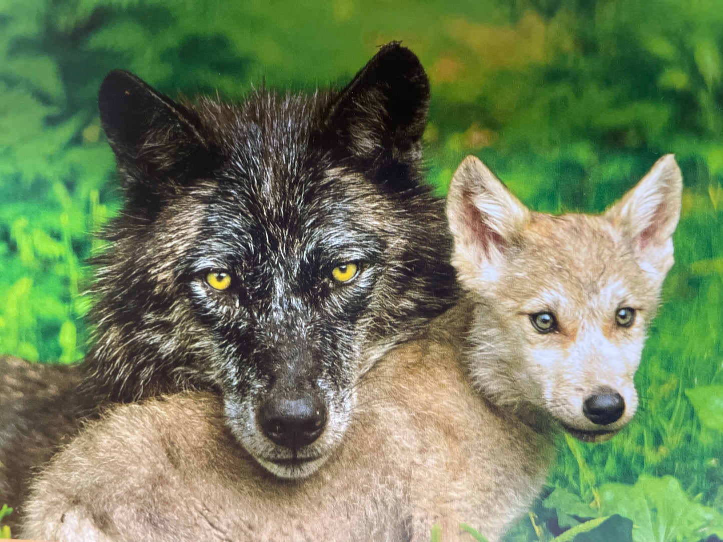 Wolf and Cub Picture