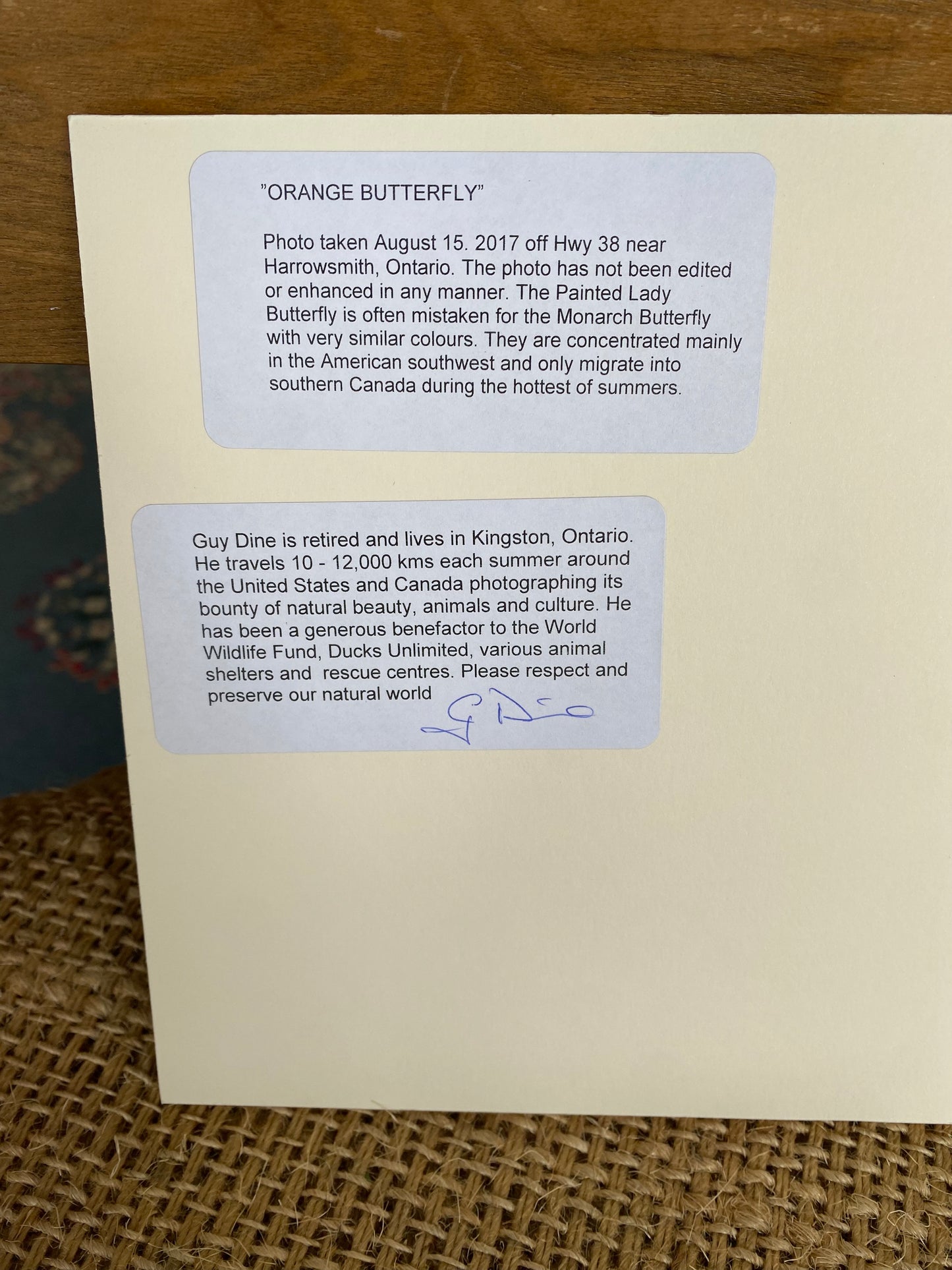 Orange Butterfly - 10” x 8”