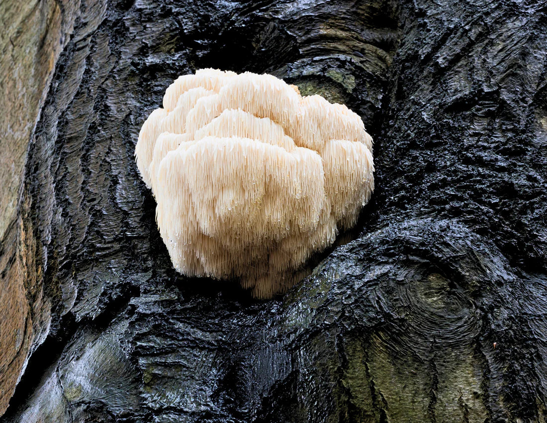 Cosmic Creamer: Lion's Mane Mushroom - Madagascar Vanilla