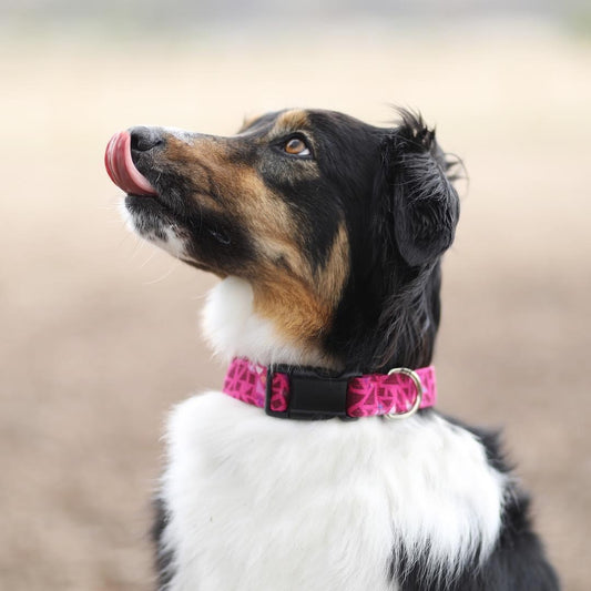 Dog Collars - M Plastic Buckle