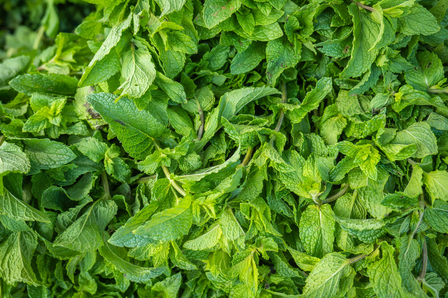 SPEARMINT HERBAL TEA