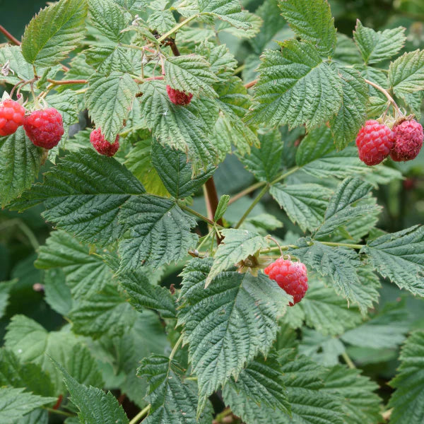 RASPBERRY LEAF HERBAL TEA