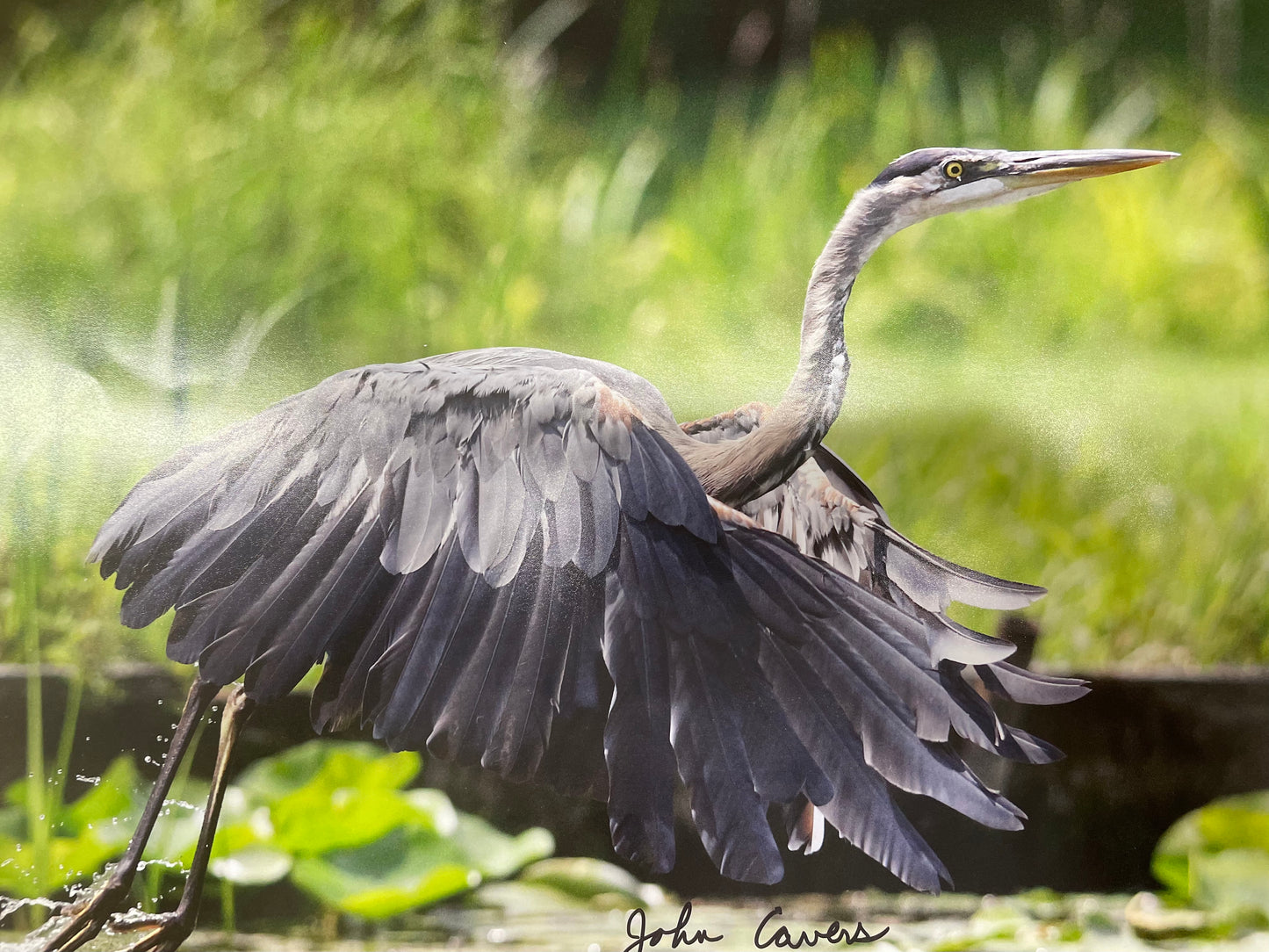 Heron Picture
